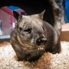 Image result for Southern hairy-nosed wombat