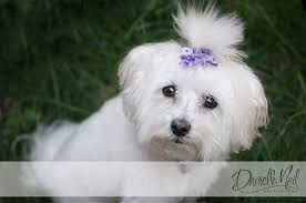 5 maltese pups for sale. Maltese Dog Quotes Quotesgram