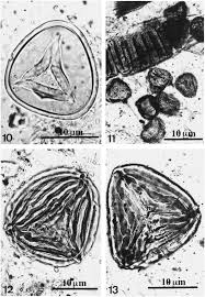 Image result for Mohria