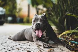 Maybe you would like to learn more about one of these? Black American Bulldog Photography Desktop Wallpaper