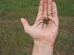 Spider venom can actually be very toxic to pets; How To Kill Wolf Spiders In Garage Arxiusarquitectura