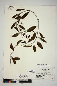 Image result for Astripomoea grantii