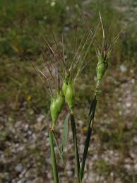 Image result for Alloeochaete geniculata