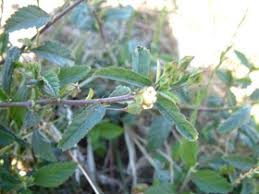 Image result for Sida rhombifolia