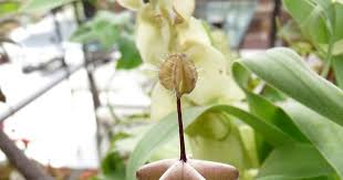 Image result for Ceropegia haygarthii
