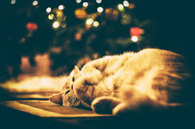 Free cozy christmas wallpapers and cozy christmas backgrounds for your computer desktop. Wallpaper Sunlight Colorful Cat Shadow Orange Joy Cozy Christmas Bokeh Holiday Pets Happiness Pet Light Color Tree Animal Flower Cute Eye Xmas Hand Blur Relax December Darkness Computer Wallpaper Organ Close