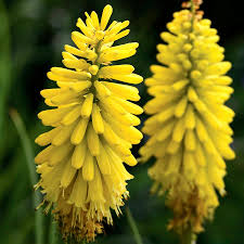 Image result for Kniphofia