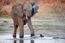 Elephant Calf Spraying Water Photograph By Liz Leyden