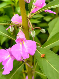 Image result for Balsaminaceae