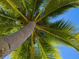 It grows best in warm weather. 10 Popular Types Of Palm Trees In Texas