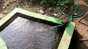 Mengatasi Air Kotor Pada Kolam Ikan Nila Youtube