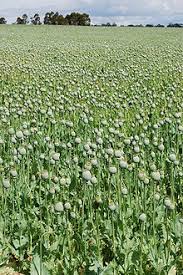 I spent $5 on 1 pound of poppy seeds at a local store,shook them in orange some poppy seeds are covered in an opiate residue, moreso the ones sold in bulk. Poppy Straw Wikipedia