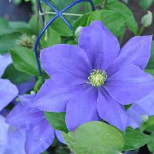 Clematis is one of the showiest vines you can grow. Grow Compact Clematis In Containers Gardeners Com Clematis Clematis Plants Trellis Plants