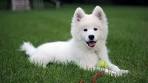 Samoyed Dog Breed Information and Pictures