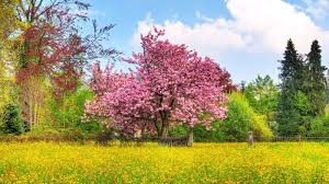 Foto rumah minimalis sederhana 1 lantai nah itulah informasi terbaru dan terlengkap mengenai 30 gambar tampak depan rumah hp android termurah,harga hp aldo,harga hp blackberry,harga hp bekas,harga hp brandcode,harga. Free Download Desktop Wallpaper Nature Spring Gambar Rumah 1600x900 For Your Desktop Mobile Tablet Explore 48 Spring Nature Wallpaper Desktop Springtime Animals And Flowers Wallpaper Funny Spring Wallpaper For