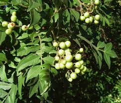 Image result for Harrisonia