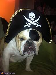 640 x 640 jpeg 97 кб. Pirate British Bulldog Costume Diy Costumes Under 45