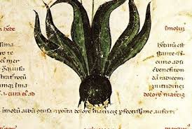 Image result for Synadenium cupulare