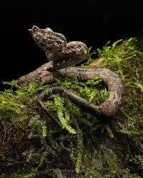 Image result for Steganotaenia hockii