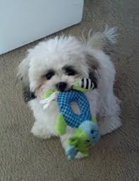 Get popsugar on the go: Milo Modern Dog Magazine