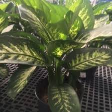 Image result for Seddera suffruticosa