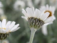 Strauchmargerite Argyranthemum Frutescens Sommerblume Saisonpflanze Outdoor Eigenproduktion Erlebnisgartnerei Hodn Sommerblumen Sommergarten Gartnerei