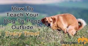 How To Get Your Dog To Poop Outside Every Time