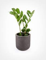 Zamioculcas Zamiifolia Zz Plant Zz Plant Plants Planting Flowers