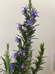 Image result for Rosmarinus officinalis