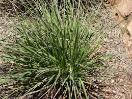Image result for Xerophyta wentzeliana