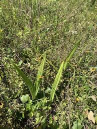 Image result for Eulophia alta