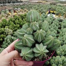Image result for Euphorbia fortissima