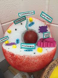 Read on for a list of potential plant cell projects 10 interesting plant cell project ideas for kids inorder to anyone wouldn't ought to seek any further. Animal Cell Model Animal Cell Project Cells Project Cell Model