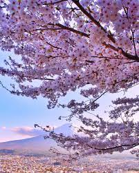 Pin On Sakura Cherry Blossom