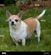 Image result for chihuahua big obesity