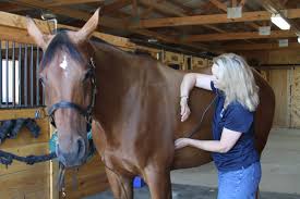 How To Take Your Horses Vital Signs