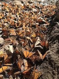 Monarch Butterfly Biosphere Reserve Michoacan Mexico Monarch Butterfly Butterfly Migration Oh The Places You Ll Go