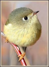 img 5757 6 nature birds pet birds colorful birds