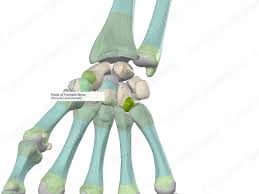 Image result for Hamate Bone