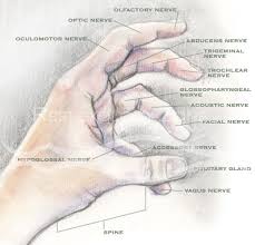 Reflexology Zone Hand Reflexology