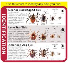 Tick Borne Diseases What You Need To Know Shelter Island