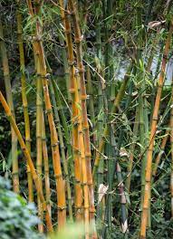 Then you might want to know how to maintain the quality over a long period of bamboo plants hq. 10 Different Types Of Bamboo For Yards Gardens Decks And Indoors Home Stratosphere