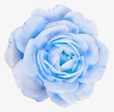 Wedding invitation watercolor painting flower, watercolor flowers, multicolored flowers illustration, watercolor leaves, flower arranging png. Flower Flowers Nature Blue Rose Transparent Png Aesthetic Rose Png Download Kindpng