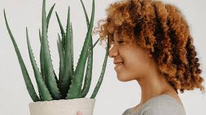 Aloe vera can reduce inflammation, fight bacteria, and moisturize skin. 6 Reasons To Add Aloe Vera To Your Natural Hair Care Routine