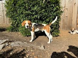 Image result for Harrier dog