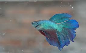 Foto ikan hias air tawar ikan hias cantik air tawar. Jenis Jenis Ikan Hias Air Tawar Alam Tani