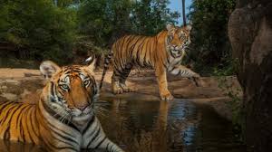 What is the weight of a tiger. How Much Does A Siberian Tiger Weigh Siberian Tiger Weight Facts Siberian Tiger