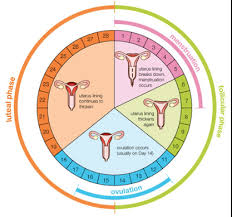 Ovulation Calendar Printable Week Calendar