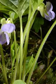 Image result for Viola eminii