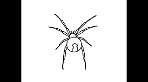 They played a starring role in his doctoral research, and he wanted to understand them better. How To Draw Easy Black Widow Spider Pencil Drawing Step By Step Youtube